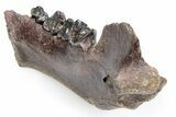 Fossil Cave Hyena (Crocuta crocuta spelaea) Mandible - Siberia #269615-5